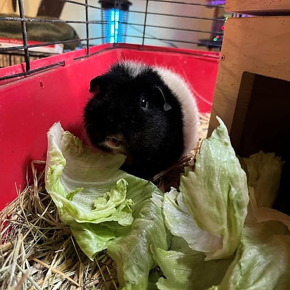 Vronis Gnadenhof Meerschweinchen Shorty