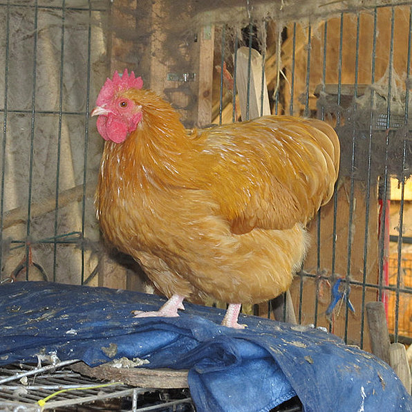 Vronis Gnadenhof Huhn Willi