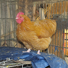 Vronis Gnadenhof Huhn Willi