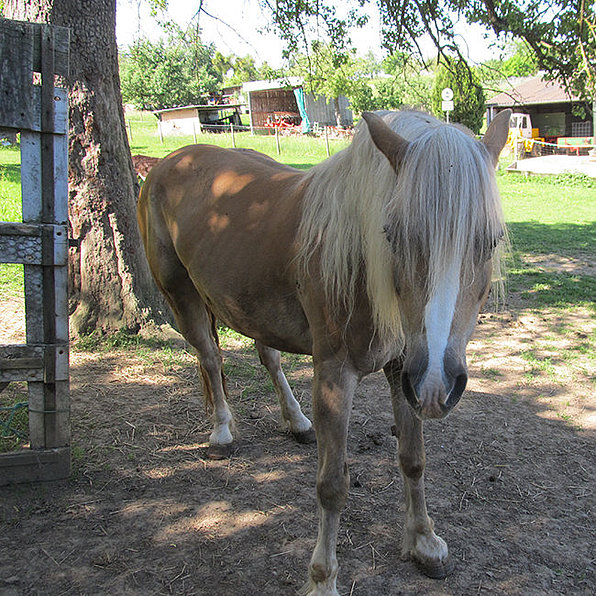 Vronis Gnadenhof Pferd Wanda