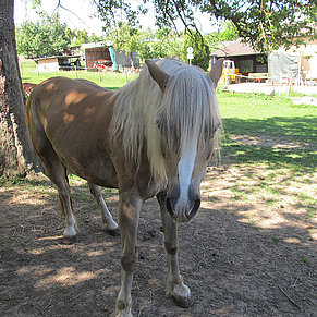 Vronis Gnadenhof Pferd Wanda