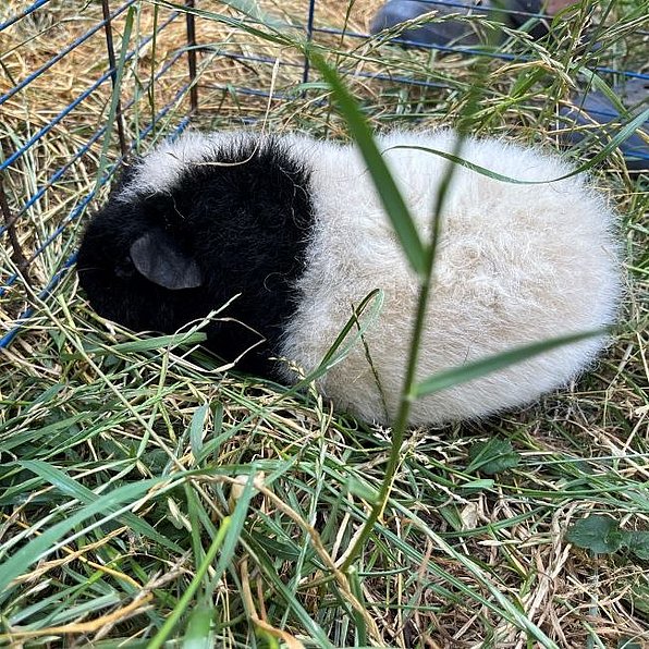 Vronis Gnadenhoft Meerschweinchen Shorty
