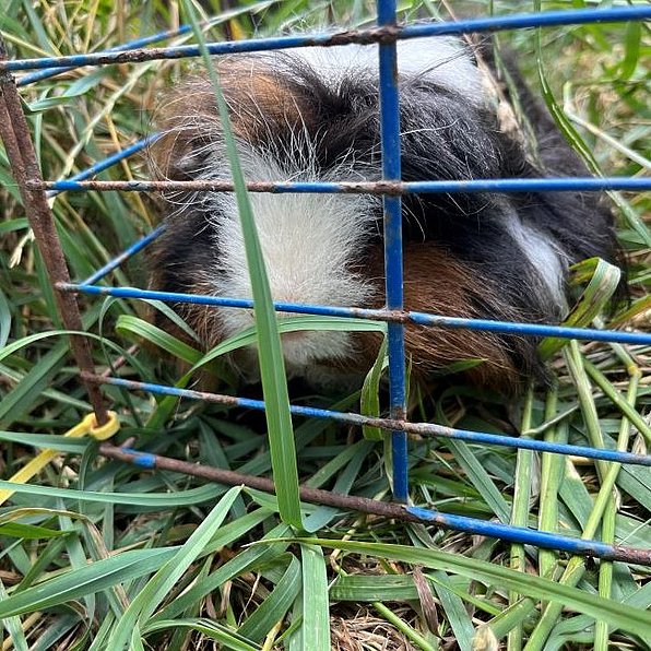 Vronis Gndenhof Meerschweinchen Rusty