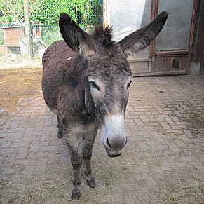 Vronis Gnadenhof Esel Lea