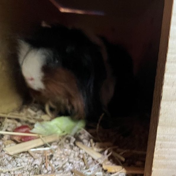 Vronis Gnadenhof Meerschweinchen Rusty