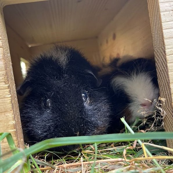 Vronis Gnadenhof Rusty und Shorty