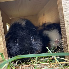 Vronis Gnadenhof Rusty und Shorty