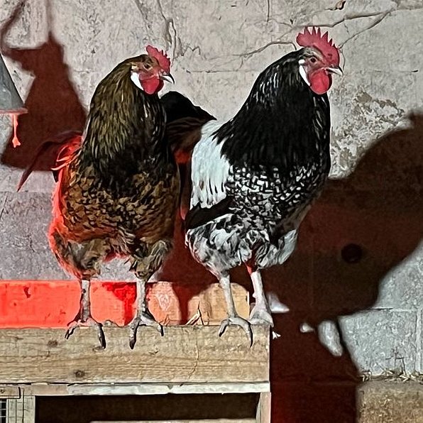 Vronis Gnadenhof Hühner Geronimo und Willow