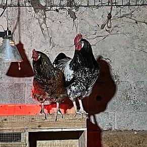 Vronis Gnadenhof Hühner Geronima und Wollow