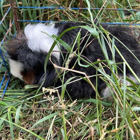 Vronis Gnadenhof Meerschweinchen Rusty