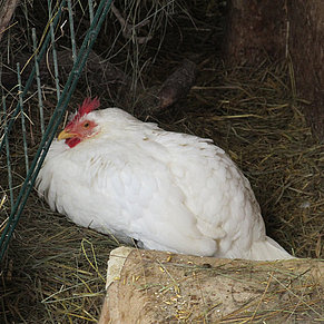 Vronis Gnadenhof Huhn Hansi