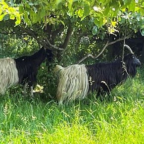 Hier geht es zu Rossi und Ricke Vronis Gnadenhof Ziegen Rossi und Ricke